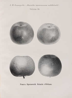 Симиренко Л.П. Крымское промышленное плодоводство. Т. 1. [и единств.] М.: Типо-литография Т-ва И.Н. Кушнерёв и Ко, 1912.